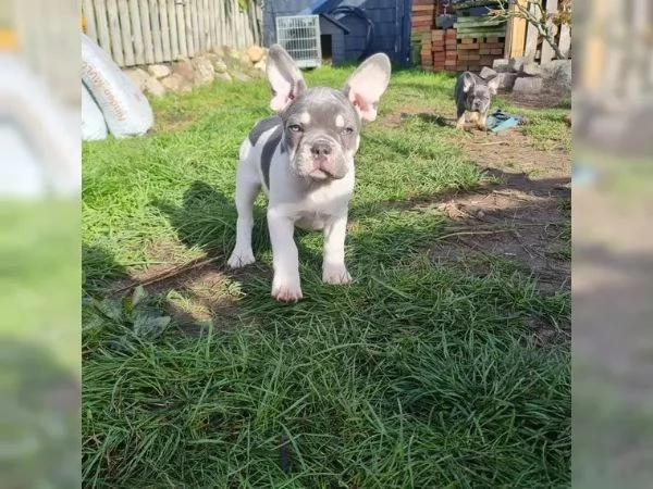 Cuccioli di bulldog francese femmine e maschi