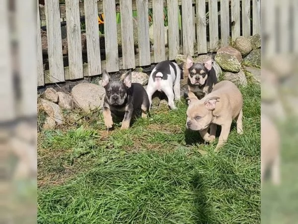 Cuccioli di bulldog francese femmine e maschi | Foto 5