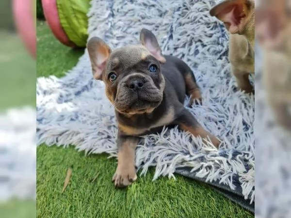 Cuccioli di bulldog francese femmine e maschi | Foto 2