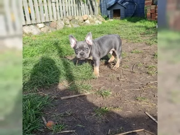 Cuccioli di bulldog francese femmine e maschi | Foto 0