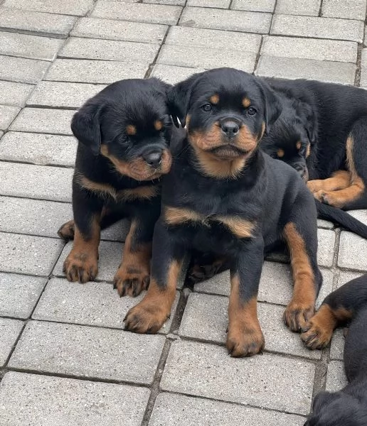 Cuccioli di razza Rottweiler | Foto 2