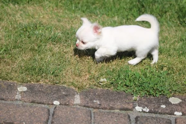 Principi e principesse Chihuahua sono alla ricerca di un castello da sogno