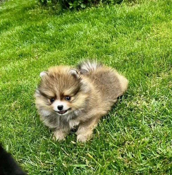 Dolcissimi cuccioli di Pomerania con pedigree