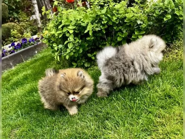 Cuccioli di Pomerania  Pomerania tipo Boo maschi e femmina  | Foto 2