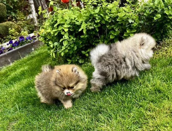 Cuccioli di Pomerania  Pomerania tipo Boo maschi e femmina  | Foto 1