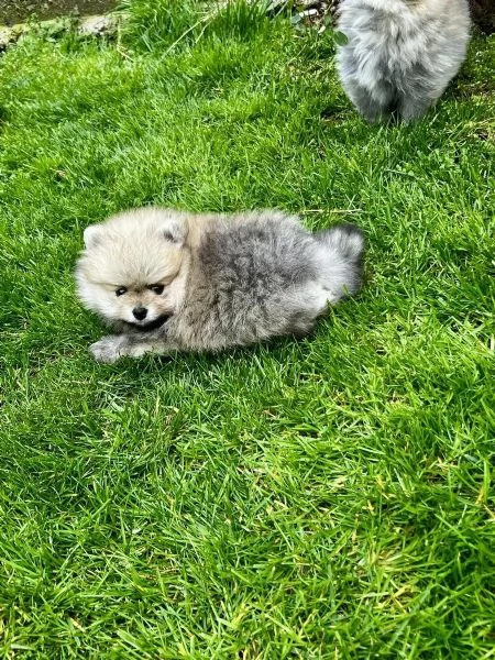 Cuccioli di Pomerania  Pomerania tipo Boo maschi e femmina  | Foto 0