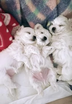 Bellissimi cuccioli maltesi in adozione | Foto 2