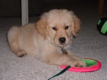 Cucciola pura di Golden Retriever