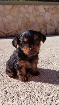 Cuccioli Yorkshire terrier | Foto 0