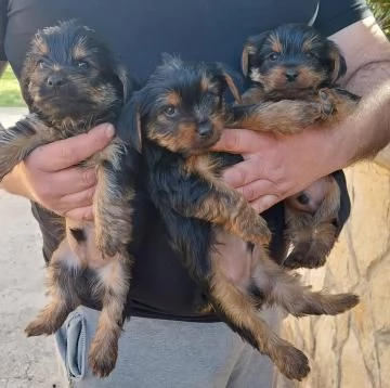 BELLISSIMI CUCCIOLI DI YORKSHIRE TERRIER DISPONIBILI | Foto 1