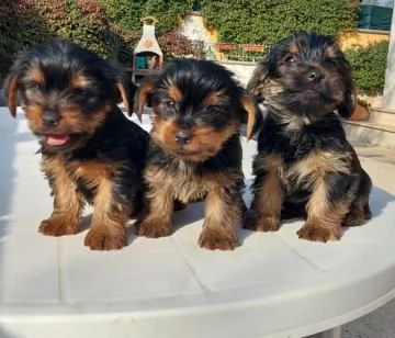 BELLISSIMI CUCCIOLI DI YORKSHIRE TERRIER DISPONIBILI | Foto 0