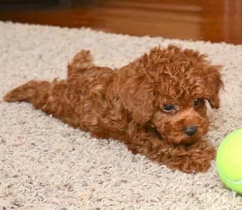 Cuccioli di Barboncino