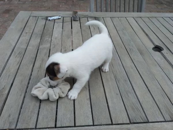 cuccioli di jack Russel due maschietti e una femminuccia