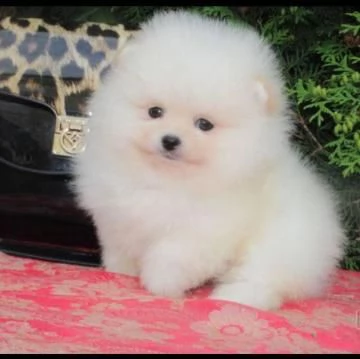 Bellissimo cucciolo di Spitz Pomerania | Foto 2