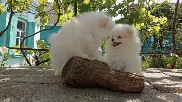 Bellissimo cucciolo di Spitz Pomerania | Foto 0