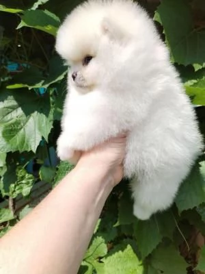 Bellissimo cucciolo di Spitz Pomerania