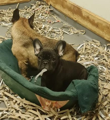 Splendidi cuccioli di Bouledogue Francese  | Foto 4