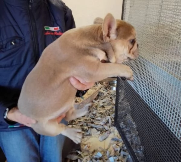 Splendidi cuccioli di Bouledogue Francese  | Foto 0