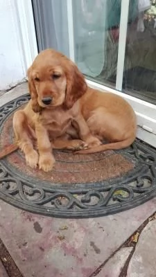 Bellissimi cuccioli di cocker spaniel maschi e femmine