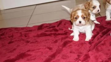 Cuccioli Cavalier King Charles Spaniel