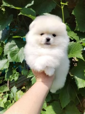 Cuccioli di Spitz Pomerania taglia mini | Foto 1