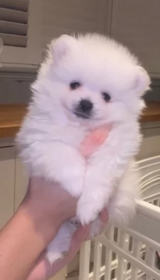 Disponibili cuccioli di Pomerania maschio e femmi | Foto 3