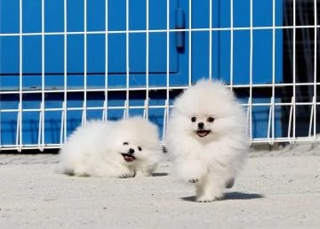 Disponibili cuccioli di Pomerania maschio e femmi | Foto 0