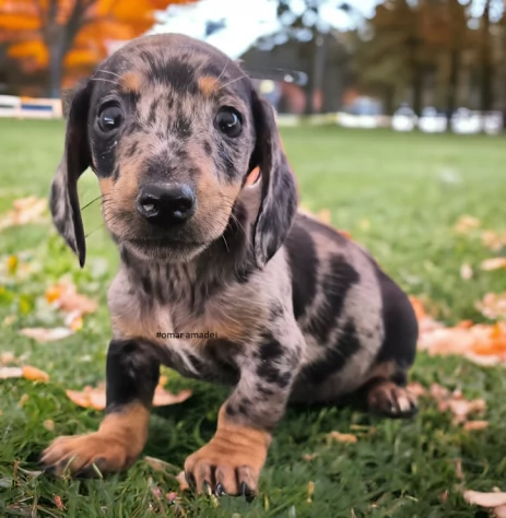 Bassotto nano  dachshund cuccioli