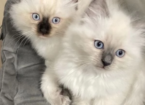 Bellissimi cuccioli di ragdoll maschi e femmine | Foto 0