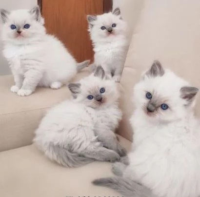 Bellissimi cuccioli di ragdoll maschi e femmine