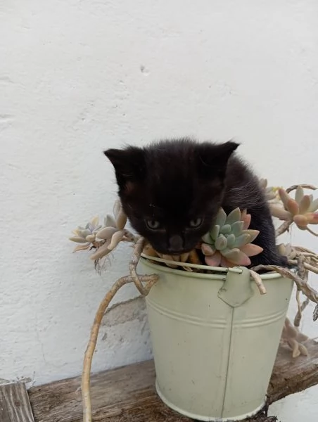 Gattino nero in adozione da privato | Foto 0