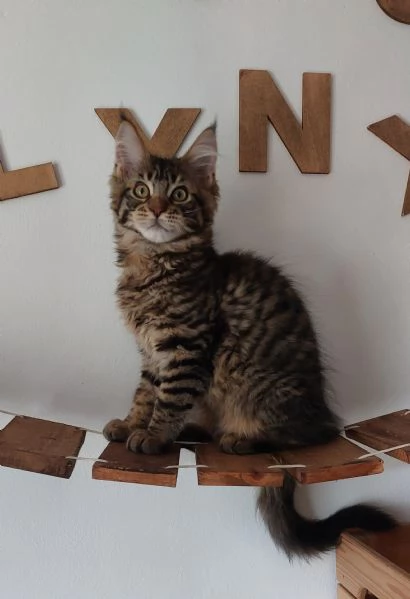 Allevamento Passion Lynx Maine Coon Bordighera 