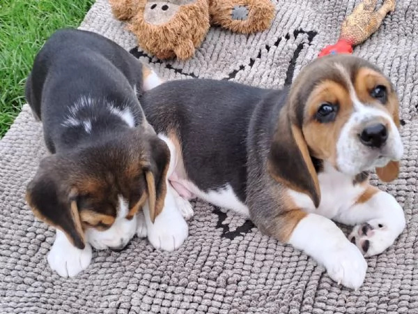 cuccioli di beagle splendidamente disegnati 