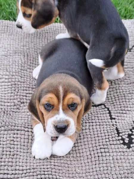 cuccioli di beagle splendidamente disegnati  | Foto 3