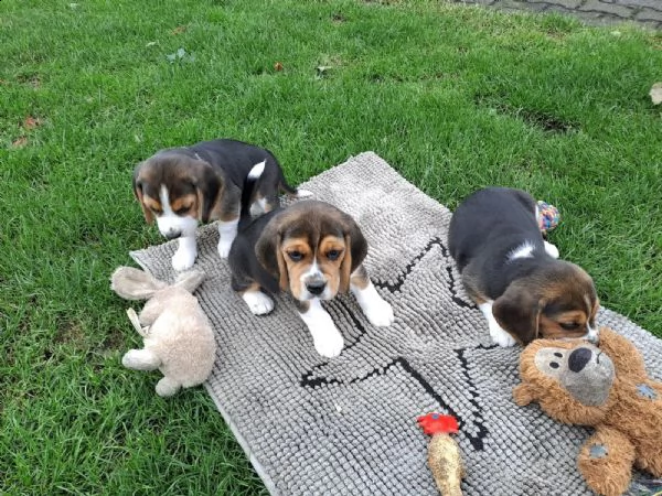 cuccioli di beagle splendidamente disegnati  | Foto 1