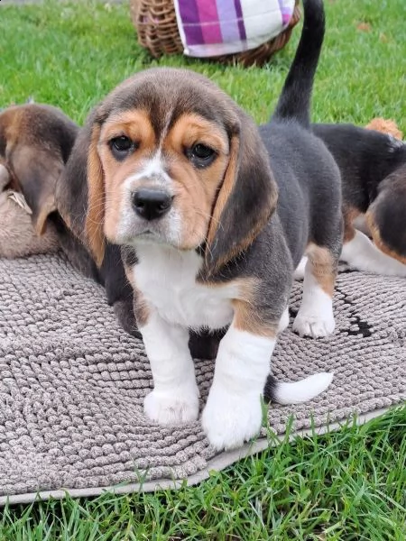 cuccioli di beagle splendidamente disegnati  | Foto 0