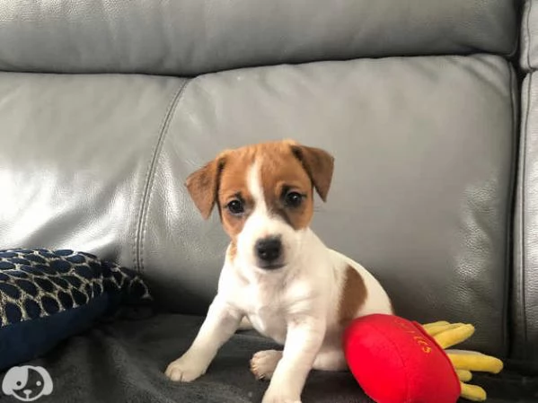 Cuccioli di Jack Russel