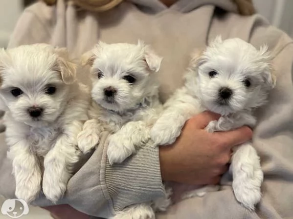 Cuccioli maltesi toy | Foto 4