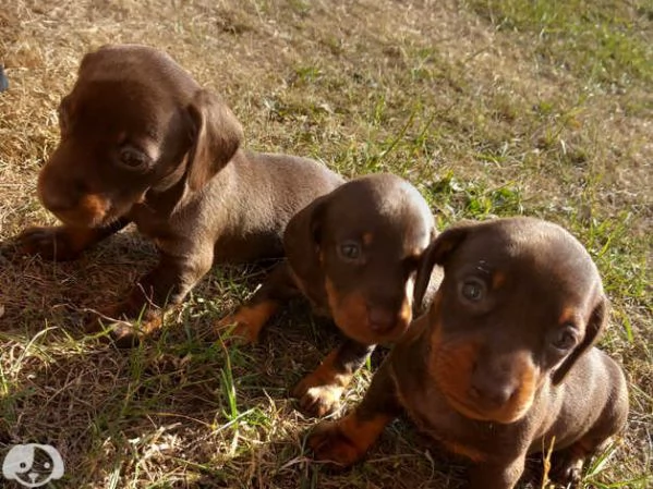 Fantastico cuccioli di Bassotto Nano | Foto 3