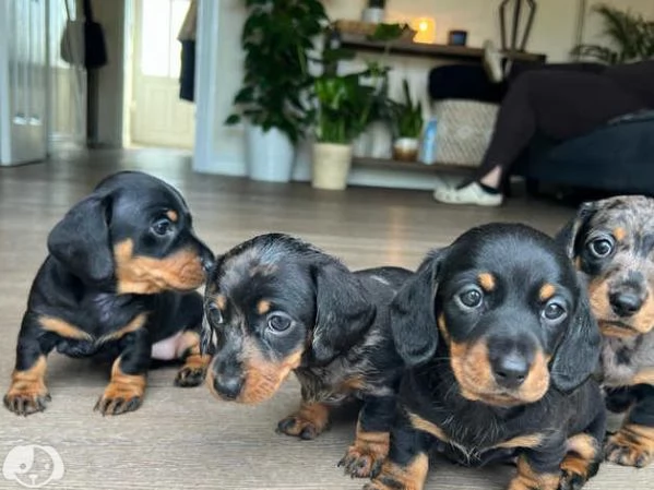 Fantastico cuccioli di Bassotto Nano | Foto 2