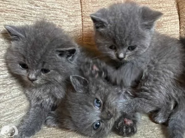 Gatti British Shorthair