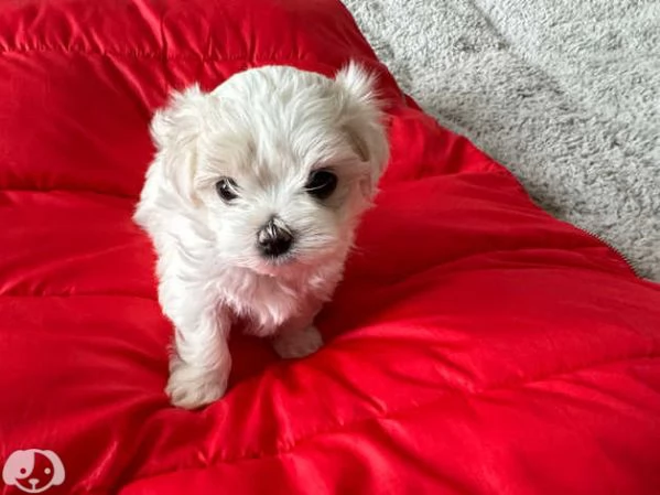 Cuccioli di maltese toy | Foto 5