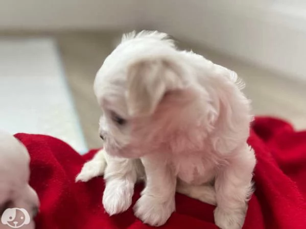 Cuccioli di maltese toy | Foto 4