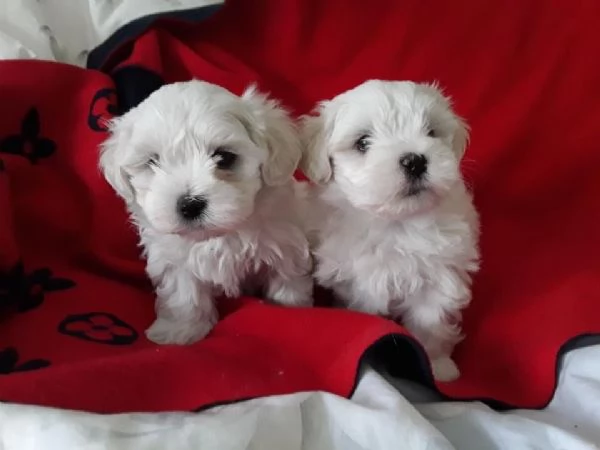 Cuccioli di maltese toy