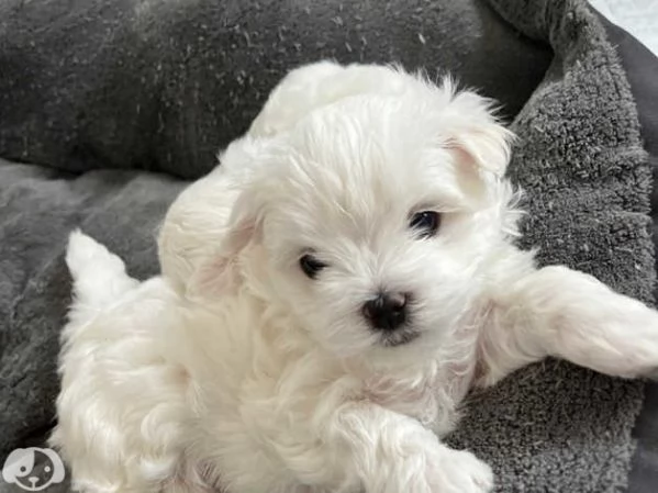 Cuccioli di maltese toy | Foto 1