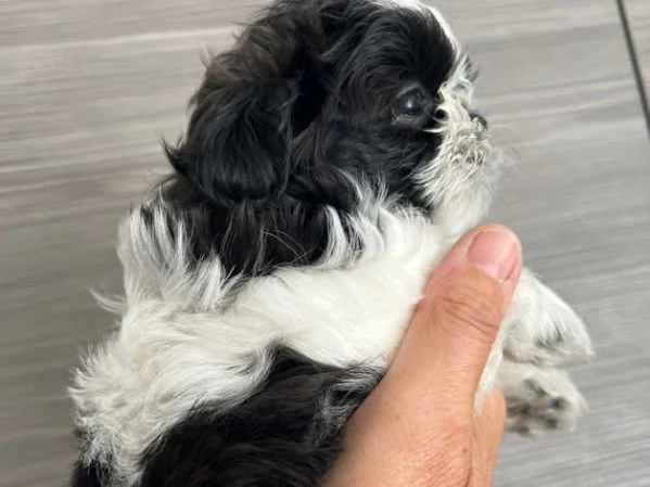 Adorabili cuccioli di Shih Tzu | Foto 6