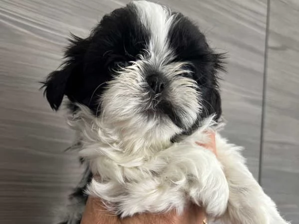 Adorabili cuccioli di Shih Tzu | Foto 5