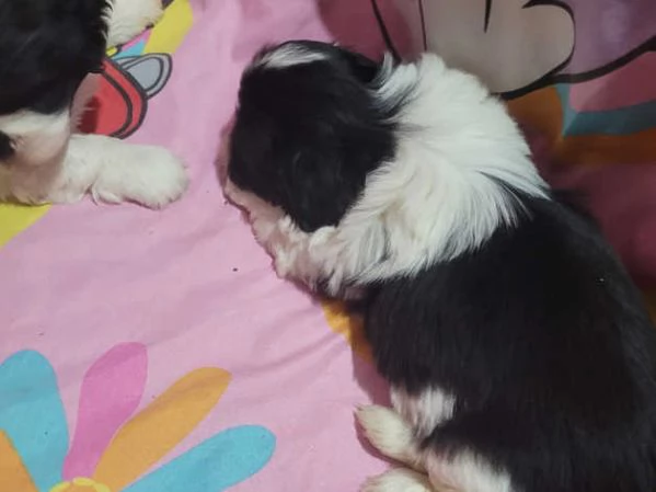 Adorabili cuccioli di Shih Tzu | Foto 4