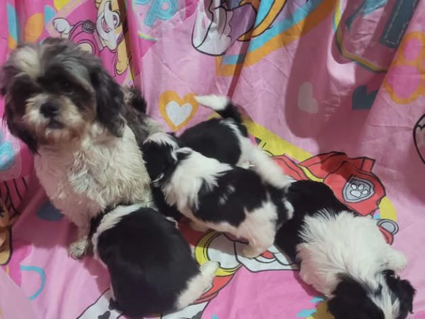 Adorabili cuccioli di Shih Tzu | Foto 3