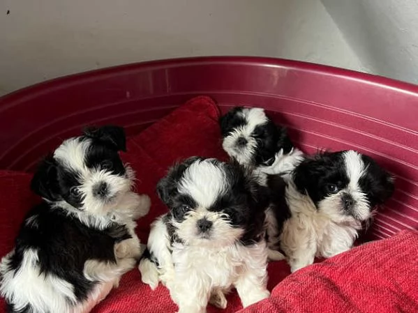 Adorabili cuccioli di Shih Tzu | Foto 0